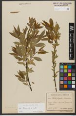 Foto von Salix triandra subsp. triandra L.